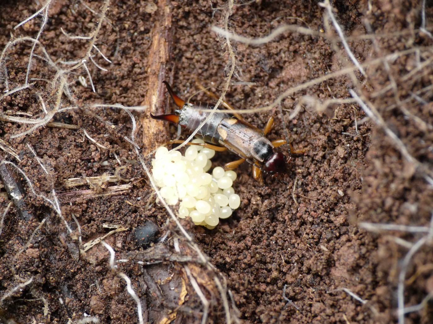Cuore di mamma: Forficula auricularia